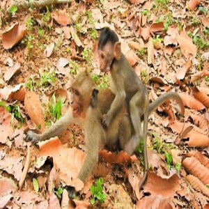 16K views · 137 reactions | OMG !! The most mischievous monkeys on the planet. #monkey | Daily Monkey | Facebook