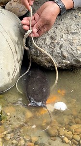 1.4M views · 6.7K reactions | Black catfish nahuli sa lubid. | Angelo Vlog | Facebook