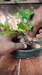 161K views · 1.1K reactions | Ficus Mame Bonsai #ficus #ficusmicrocarpa #mame #shohin #bonsai #repotting #reelsfb | The Urban Nemophilist | Facebook