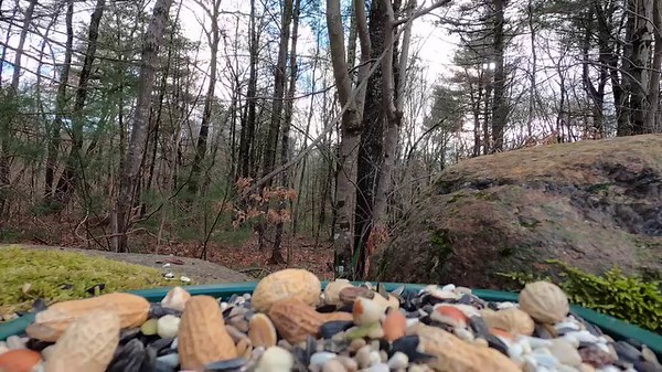 22K views · 1.6K reactions | Northern Cardinals, Blue Jays, White throated Sparrow, Black-capped Chickadee | Critter Cam | Facebook