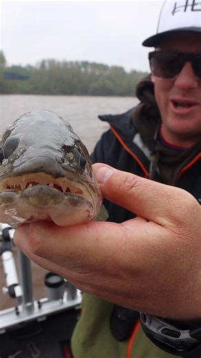 18K views · 111 reactions | Spinner Rig x Eye-Candy Nightcrawler (Firecracker)!  #TeamNorthlandTackle | Northland Fishing Tackle | Facebook