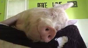 Waking up is hard to do. | Esther the Wonder Pig