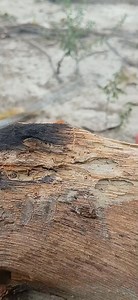 171K views · 2.1K reactions | Taar pakkad skuru auth Wood 蝹 | Sn tips5 | Facebook