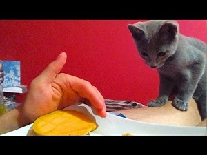 Russian Blue Cat/Kitten LOVES FRUIT ?!?! Check it out! SO CUTE