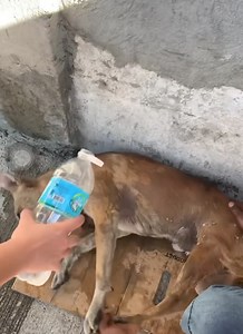 Pawssion Project on Reels