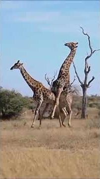 Giraffes Mating – A Wild Safari Moment Caught Through Our Lens!