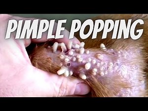 Pimple Popping by Dog