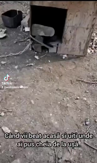 Reacția câinelui e bestială! 😂😂😂 #betiv #caine #cusca #romania2023 #caterinca | Broscuta Vesela