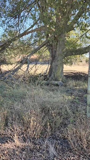 2.4K views · 58 reactions | Metal detected at this old homesite this morning ... #idighistory #savinghistory #metaldetecting #metaldetectingfinds #tennesseehistory #tennessee #history #historygeek #historylovers #minelabdetecting #minelabmanticore #manticore #treasurehunting #antique #hobby #outdoors #fun #photography | I Dig History | Facebook