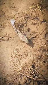 Ocean Diver The Hidden World #natur #morayeel #coralreef #fish #symbiosis #cleanershrimp #underwater #scubadiving #ocean #oceanlife | Kathy R. Scott | Facebook