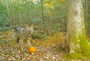 Massachusetts bans coyote hunting contests