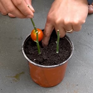The ultimate solution to growing roses faster: cherry tomatoes! | DIY Balcony Garden