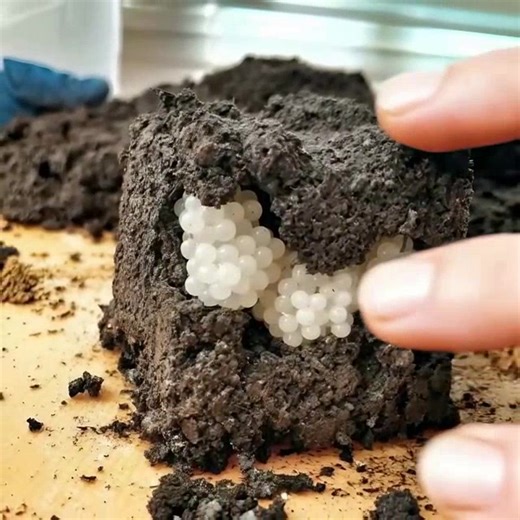 J’ai trouvé quelque chose d’étrange dans la cour — de petites boules...