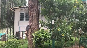 Friends of the Asian Elephant Foundation on Reels