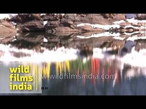 Buddhist prayer flags reflect in a Himalayan lake - Tsomgo or Changu in Sikkim