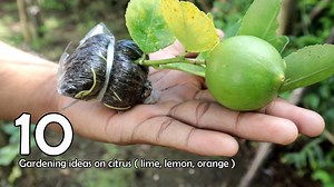 262K views · 8K reactions | ¡10 ideas de jardinería sobre cítricos (lima limón y naranja) que debes saber! 10 Gardening Ideas On Citrus ( lime lemon and orange ) you must to know! | Grafting Examples | Facebook