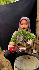Serbin meliuk siap jalanjalan😉 #bonsaianputmame #pamlokbonsaisoreang #caraperawatanbonsai #asepbonsai #bonsaisancangmini #bonsaiserut #bonsaicemara # | Asep Bonsai