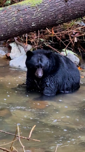 Fat Bear Week 🐻 A huge male black bear sits in the river watching the salmon swim by. His fishing technique was so funny to watch! I didn’t see him catch a fish before he followed the salmon up the river but he’s clearly eaten his share. It’s amazing to see such a big, healthy bear! British Columbia, Canada . . . . . . #blackbears #sharecangeo #bears #bearvideo #wildlifevideo #bearcubs #salmonrun #bearfishing #wildlifereels #bearcub #britishcolumbia #canada #blackbear #fatbearweek | Tony Joyce 
