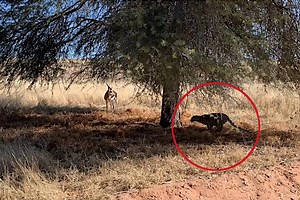 This Springbok Had No Clue a Leopard Was Behind the Tree