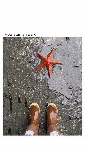 Starfish cannot truly walk on land because they are marine animals that rely on water pressure to operate their tube feet. Their movement is powered by a water vascular system that pumps seawater through canals and into the tiny tube feet on their underside, allowing them to grip surfaces and push themselves along. On land, without water pressure, their tube feet collapse and dry out, leaving them unable to move effectively. If a starfish is placed on land, it might twitch or shift slightly from