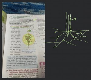 4.3 CHARACTERISTICS OF ROOTS FOR ABSORBING WATERThe ability of... | Filo