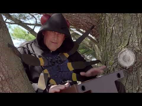 The Life Cycle of a 17-Year Cicada