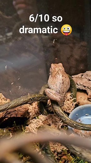 Rate the frog feeding! #greytreefrog #barkingtreefrog #crayfishfrog #sternbergmuseum #fhsu | Sternberg Museum of Natural History