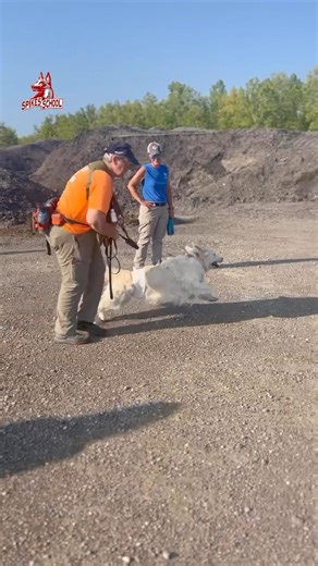 1.5K views · 42 reactions | Search and Rescue K9 Patriot is running...