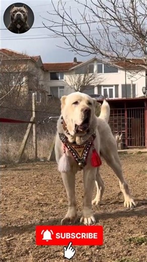 Ultimate Dog Transformations 🐾🔥 | Giant Puppy Glow Ups #Shorts #MegaMutts