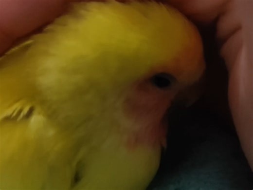 睡得懵懵的小鸟