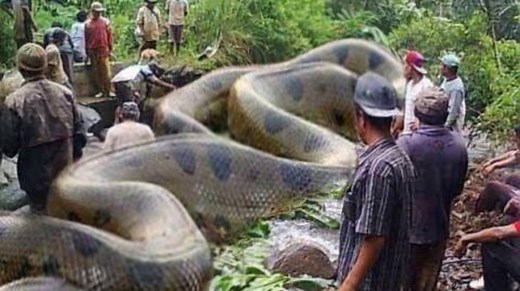 Fact Check: Truth behind viral post of the largest snake killed in Amazon