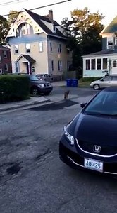 Reader Keith Mayes captured this video of a coyote taking a morning stroll along Curry Avenue this morning. Remember that unsecured garbage, compost and pet food left outside draws coyotes into urban neighborhoods. | Newport This Week