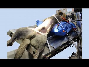 Laparoscopic Gastropexy for large breed dogs