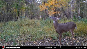 How many of you hunt over scrapes? . . . #deerhunting #mockscrapes #rutreport #bigbucks #outdoors | Crossbow Magazine
