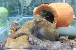 Octopus Moms Enter Death Spiral Before Eight-Armed Bundles Are Born