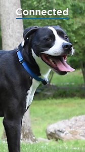 18 reactions | Not only can you program thousands of different settings, the MicroLite® Computer Collar is also waterproof  Get started with your Invisible Fence® Brand system today: bit.ly/3ZlnwcH | Invisible Fence Brand | Facebook