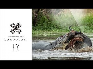 Hippo vs Crocodile Fight for Struggling Wildebeest - Londolozi TV