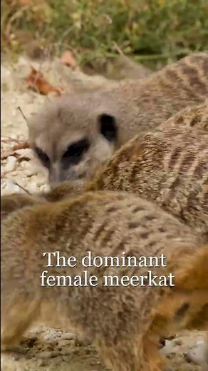 Meerkats Sad Bad Fact about the Dominant Female Meerkat