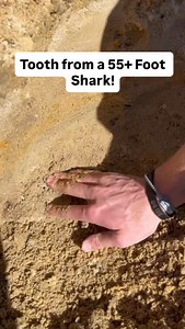 22K views · 27K reactions | Giant, adult Megalodon shark tooth fossil found by @blaine_blose with @fragladon while digging through a prehistoric ocean floor and fossil layer from when parts of ancient South Carolina were deep underwater. Meg teeth of this size aren’t easy to find and in general, every inch of shark tooth equals about 10 feet of shark. #SHRKco #sharks #megalodon #fossil #southcarolina | SHRKco | Facebook