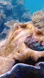 🦑 Meet the master of disguise— the incredible cuttlefish! With its hypnotic patterns and chameleon-like ability to blend into any environment, it's a true wonder of the underwater world. 🎥🌊 Watch this fascinating marine marvel in action! 🦑🤿 #Cuttlefish #UnderwaterMagic #OceanLife #naturereels #marinelife #camouflage #reelsfypシ #reelsviralfb | Scuba Diving Holidays
