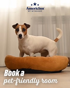 1.5K views | A hotel stay at AmericInn by Wyndham with your furry friend that earns rewards points? It’s paw-sible at select locations. | AmericInn by Wyndham | Facebook