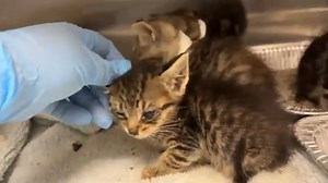 URGENT KITTIES - NEED RESCUE BY 4:30 PM TODAY, 5/18! 5 sick, underage kittens are urgently in need of rescue pick up by 4:30pm TODAY (5/18). These kittens are all under 1 pound and should be on a bottle for another week. Two of the kittens have lost weight. Plea from OC Animal Care: Belle, Potts, Plumette, Lumiere, Cogsworth, and Armoire were all brought in when the finder noticed that they all appeared to be sick. They all have varying degrees of URI, are underweight, have lingual ulcers and co