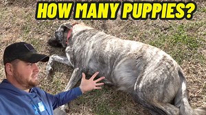 6.5K views · 888 reactions | Pregnant Guard Dog's Getting Massive! She's Already Bigger Than We Expected! #dog #puppy #dog Brands and companies can reach us about business opportunities by sending an email to hiddenheightsfarm@thestation.io  Here is a list of items we use on the farm if you are interested in purchasing any for yourself. https://www.amazon.com/shop/hiddenheightsfarm Email: hiddenheightsfarm@gmail.com | Hidden Heights Farm | Facebook