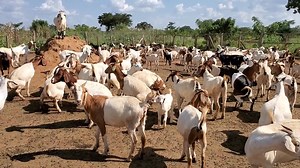 Local goats and hybrids don't need to be separated they can all stay together,feed together and the difference is how much a goat converts By hamiisi semanda 256773343283 | Ham Animals Breeding Farm