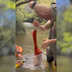 12K views | Wildlife Resources Division - Georgia DNR on Reels | Facebook