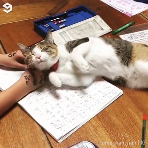 Homework can wait 📹 koyuki_chan01 | IG | 9GAG