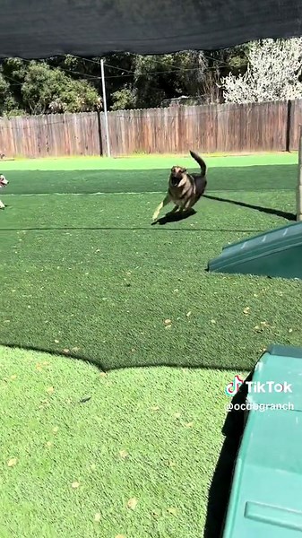 OC Dog Ranch on TikTok