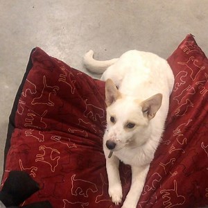 My foster mom wishes her own dogs could play fetch like me 😊 -Winter Applications can be filled out on our website for Winter at http://prairieskydogrescue.ca | Prairie Sky Dog Rescue Inc.