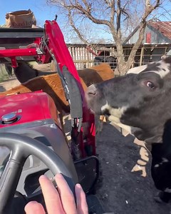 33K views · 3.3K reactions | 7500 feed time | Shirtless Jake's Homestead | Facebook