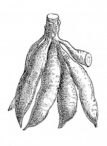 Manihot esculenta, cassava, manioc, yuca